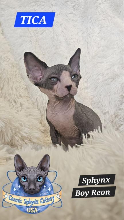 Sphynx Boy Reon TICA CFA  Breeding Rights photo 5