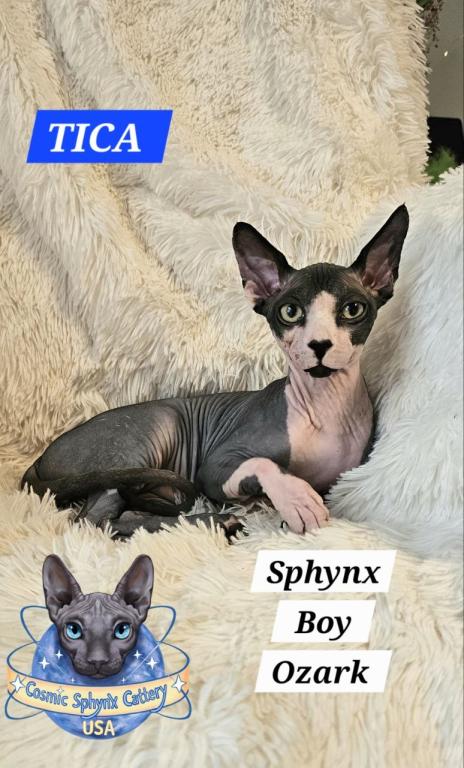 Sphynx Boy Reon TICA CFA  Breeding Rights photo 1