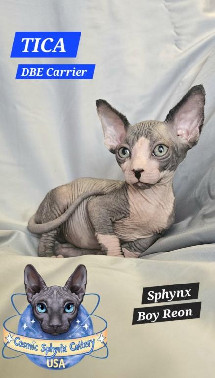 Sphynx Boy Reon TICA CFA  Breeding Rights photo 4