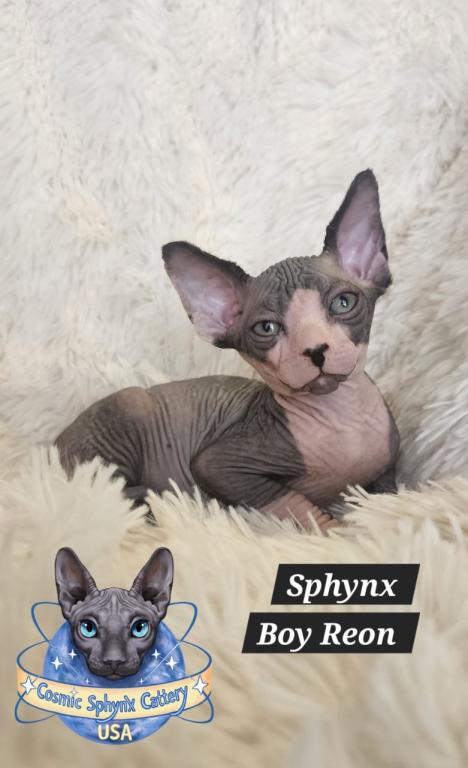 Sphynx Boy Reon TICA CFA  Breeding Rights photo 10