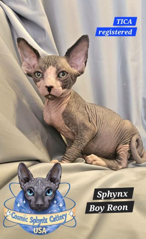 Sphynx Boy Reon TICA CFA  Breeding Rights photo 9