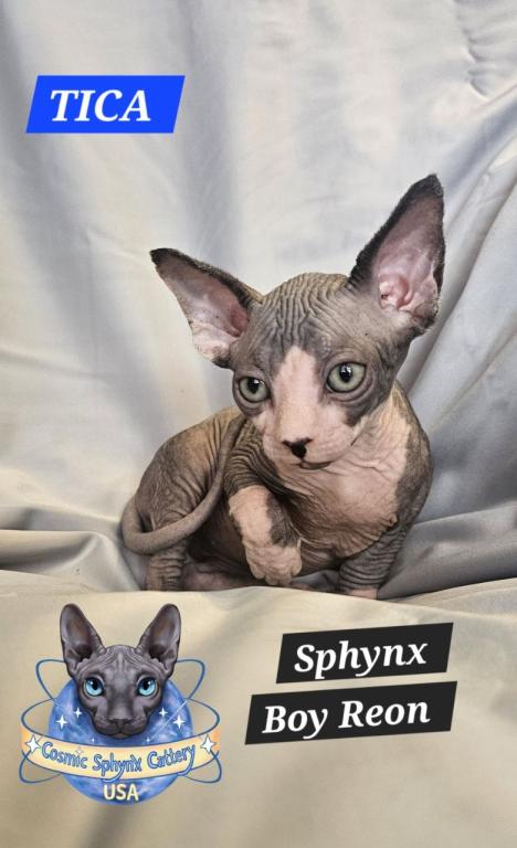 Sphynx Boy Reon TICA CFA  Breeding Rights photo 8