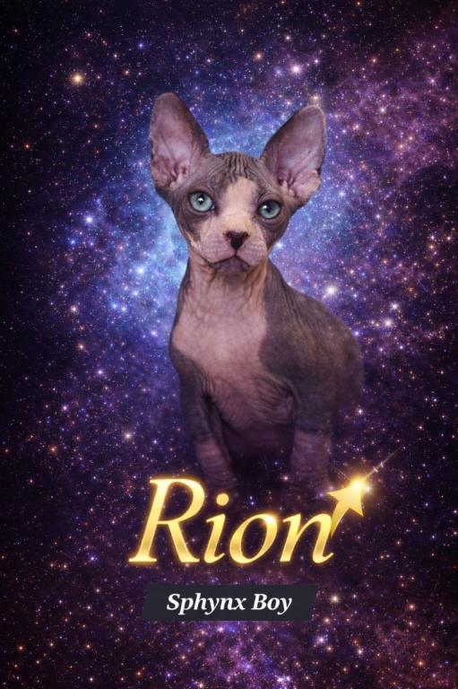 Sphynx Boy Reon TICA CFA  Breeding Rights photo 6