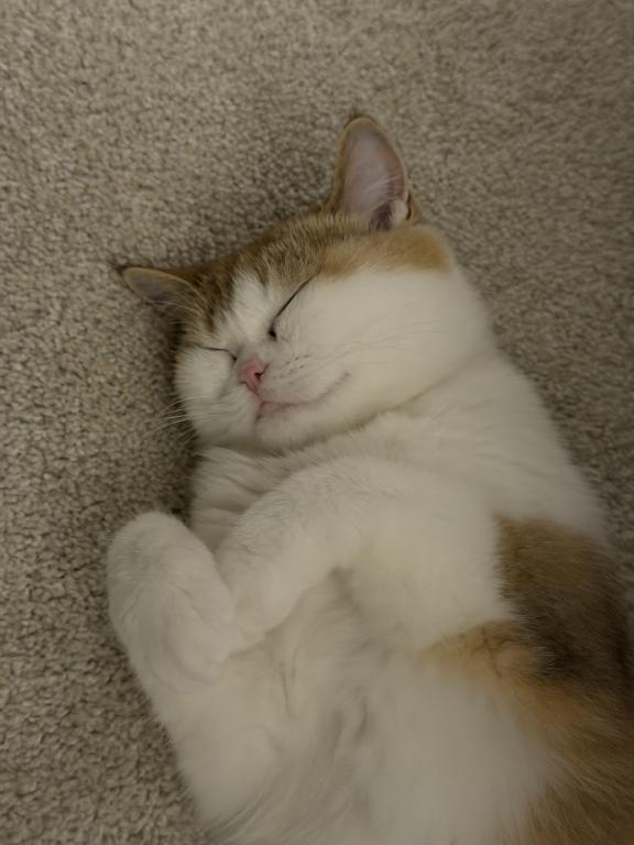 Bebe photo 5