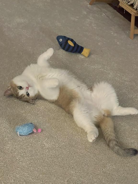 Bebe