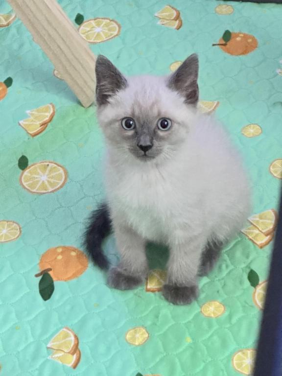Blue Point Siamese photo 4