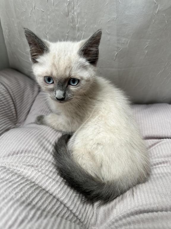 Blue Point Siamese photo 1