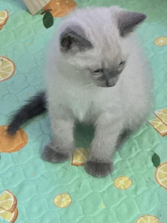 Blue Point Siamese photo 3