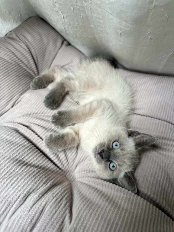 Blue Point Siamese photo 3