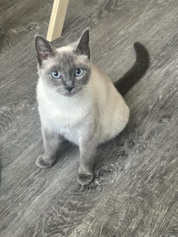 Blue Point Siamese photo 2