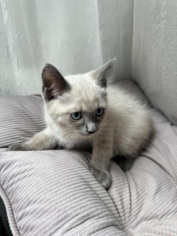 Blue Point Siamese photo 7