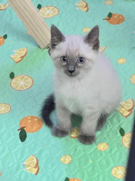Blue Point Siamese