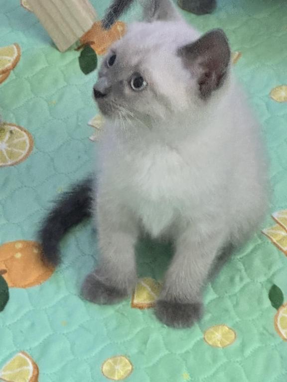 Blue Point Siamese photo 5