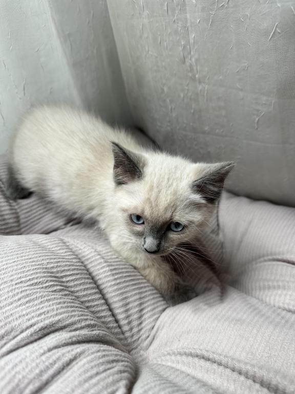 Blue Point Siamese photo 4