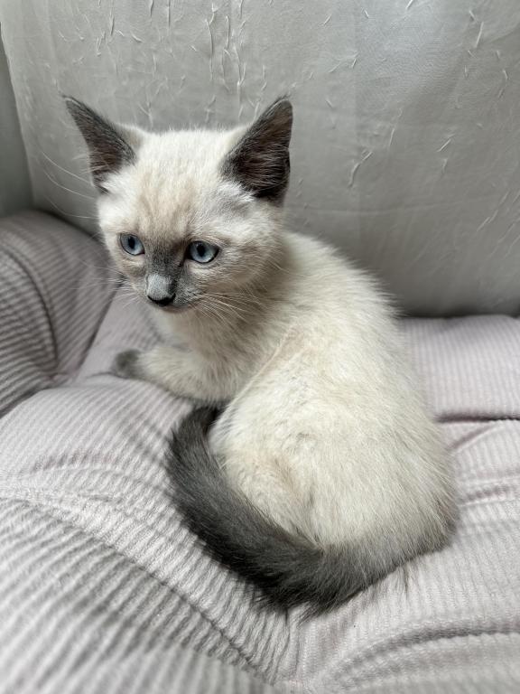 Blue Point Siamese photo 5
