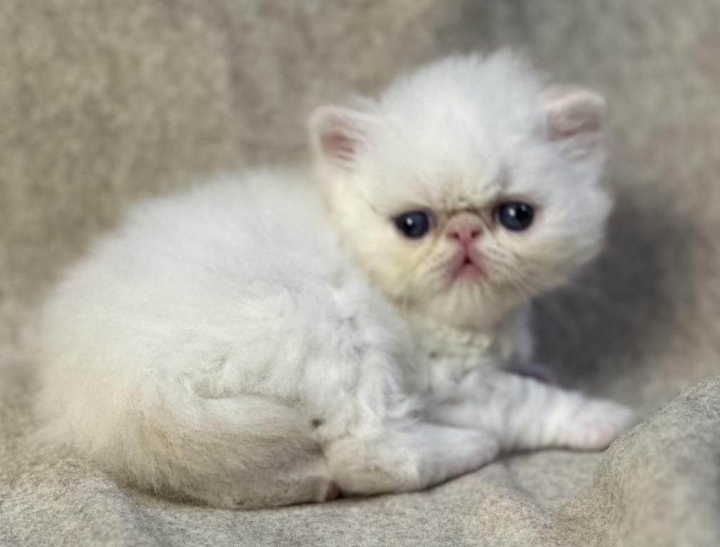 MIL19 Blaze CFA Flame Point Himalayan Male photo 6