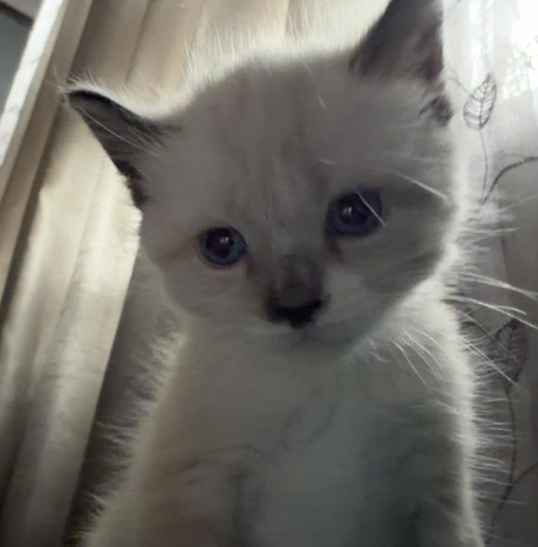 Kitten 1 photo 3
