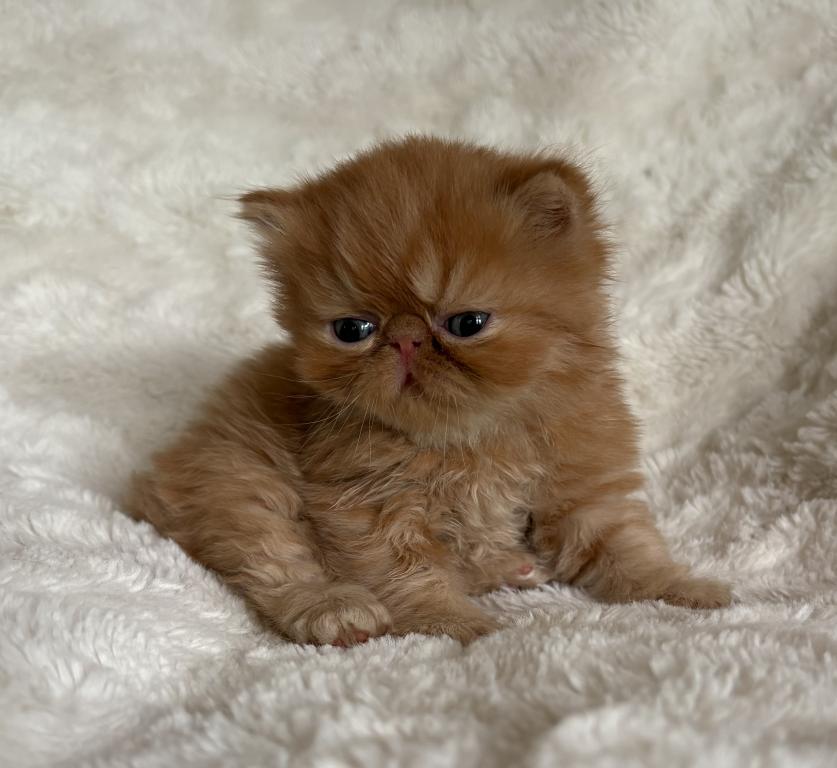 Red Tabby Male Persian& Exotic Lines photo 5