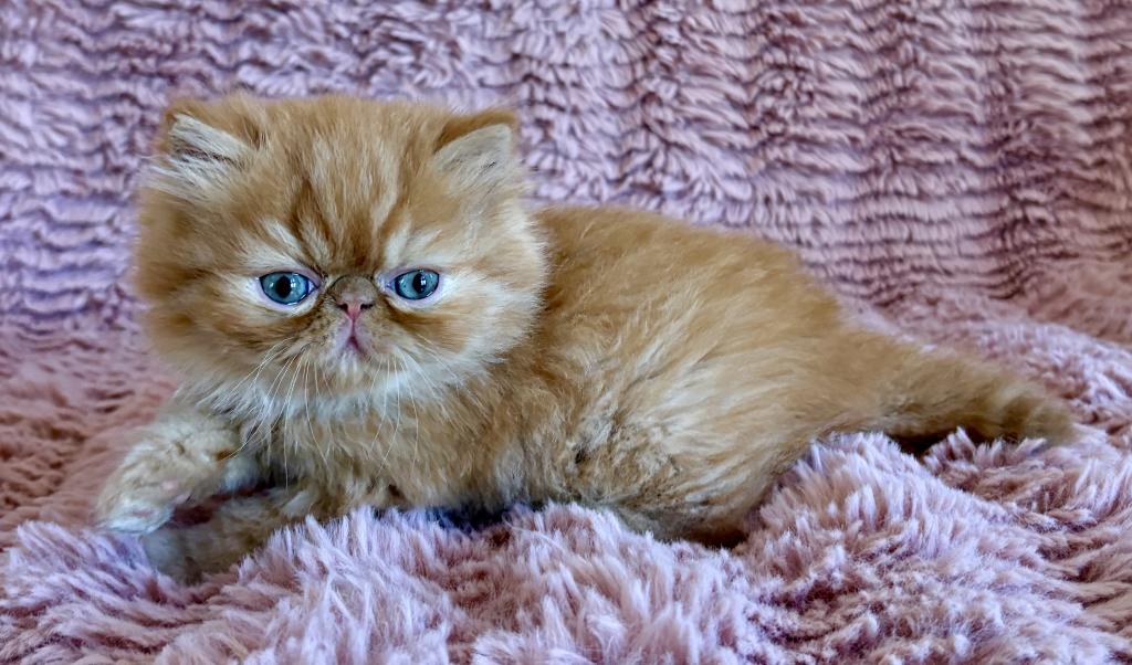 Red Tabby Male Persian& Exotic Lines photo 2