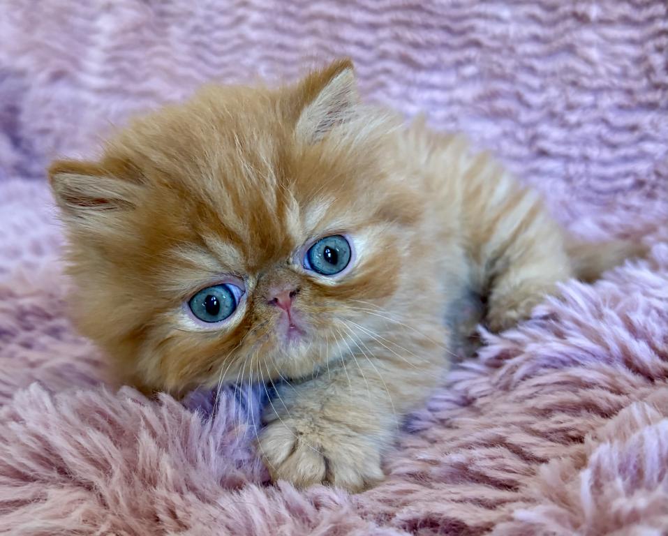 Red Tabby Male Persian& Exotic Lines