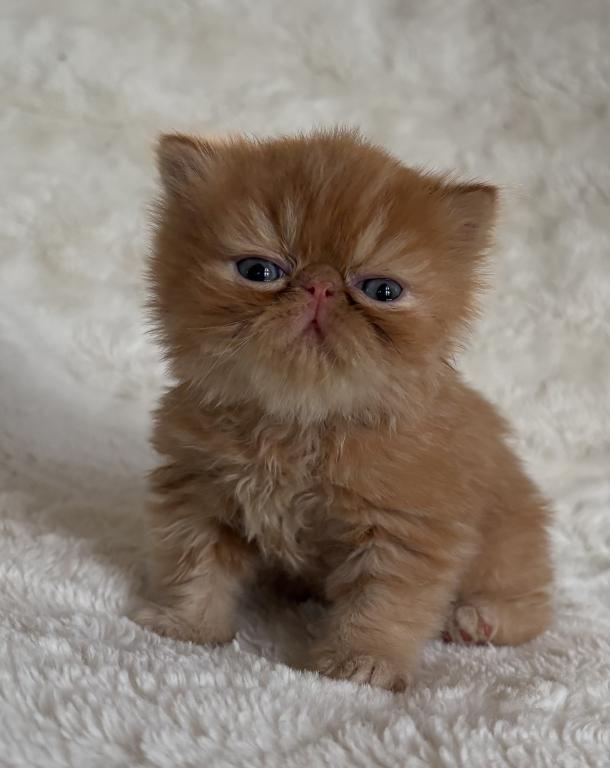 Red Tabby Male Persian& Exotic Lines photo 6