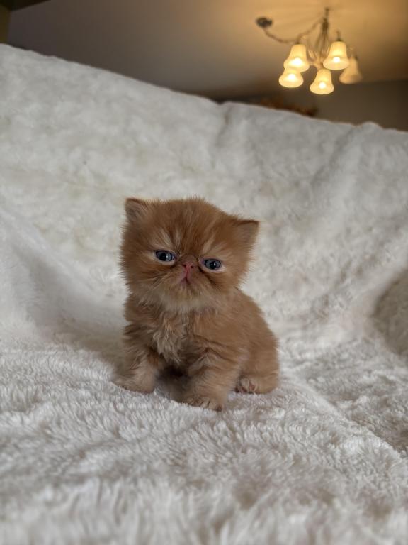 Red Tabby Male Persian& Exotic Lines photo 4
