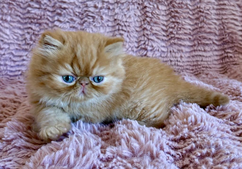 Red Tabby Male Persian& Exotic Lines photo 3