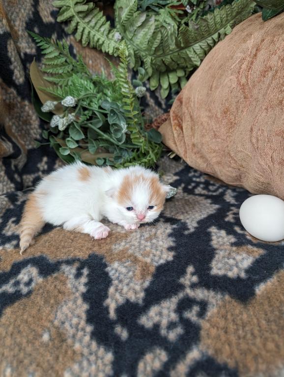 Munchkin photo 3
