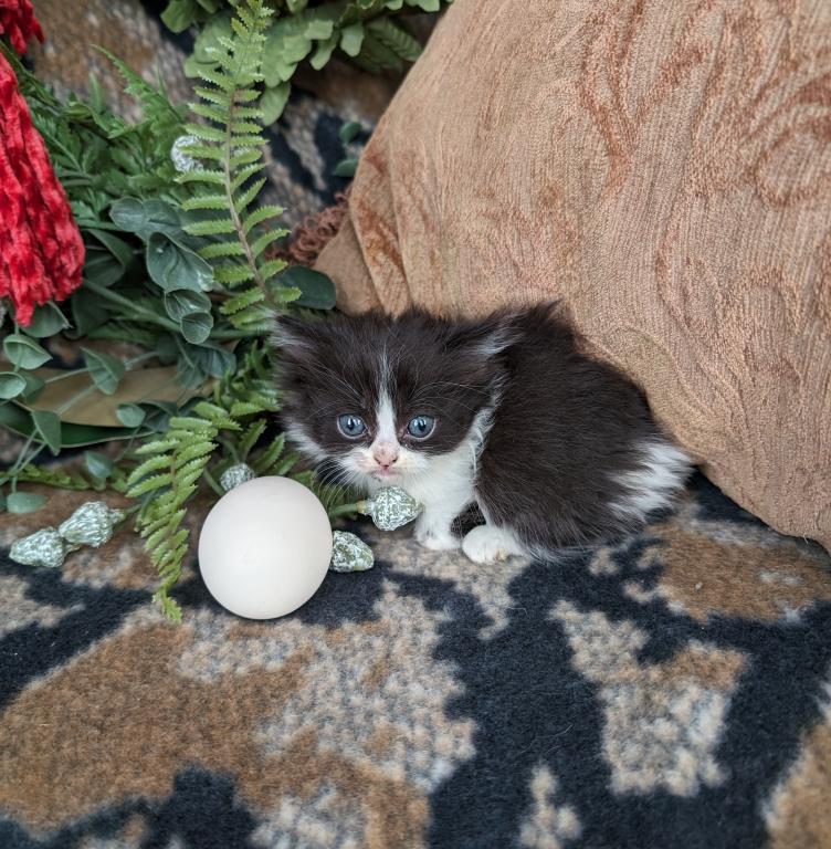 Munchkin photo 4