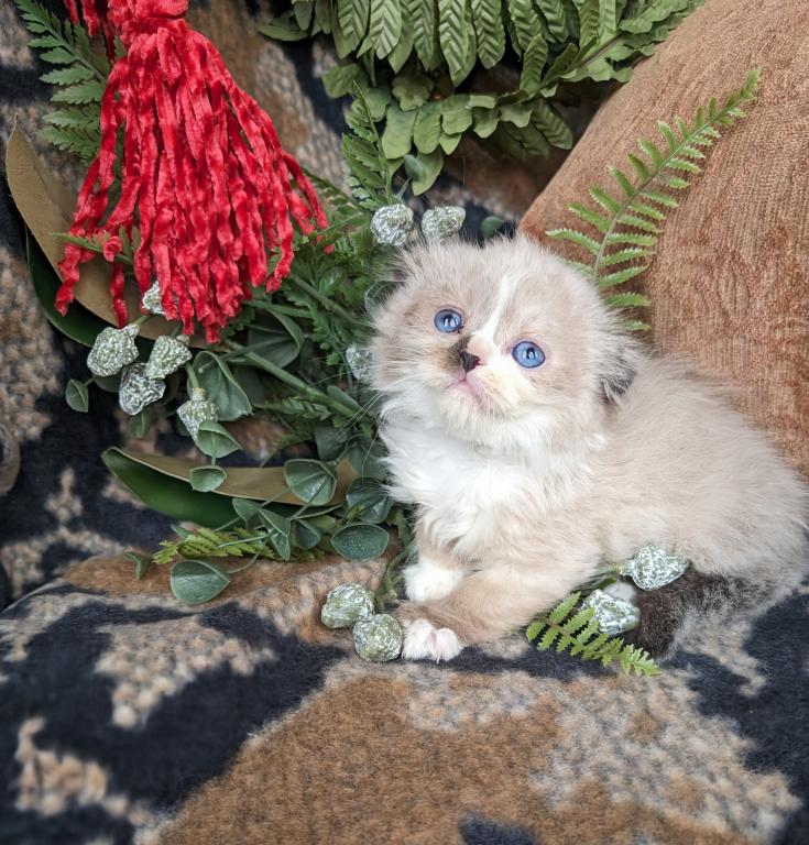 Munchkin photo 5