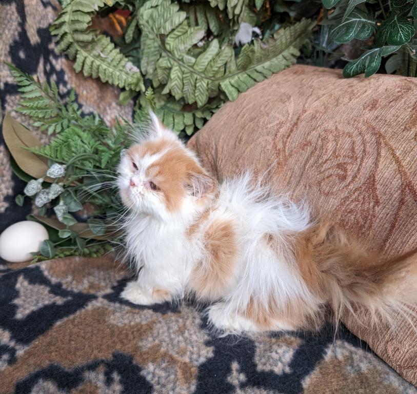 Munchkin photo 6
