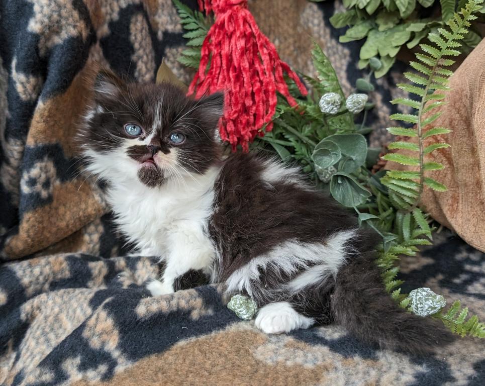 Munchkin photo 1