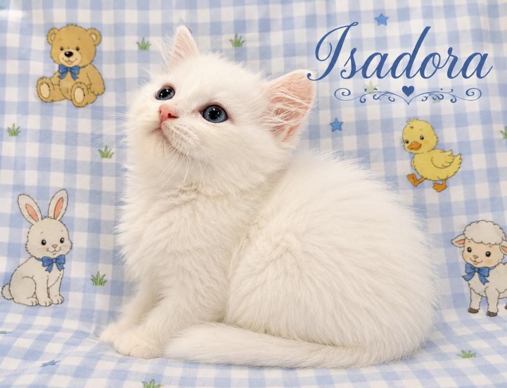 Isadora photo 4