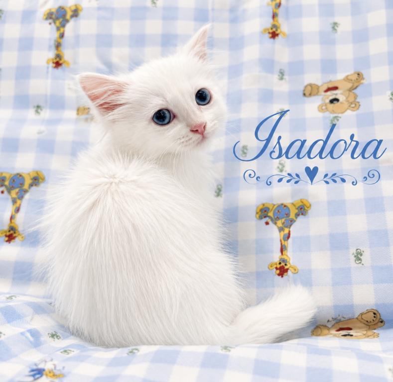 Isadora photo 3