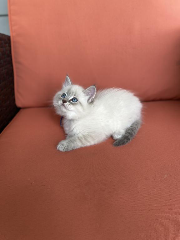 Stella ADOPTED photo 4