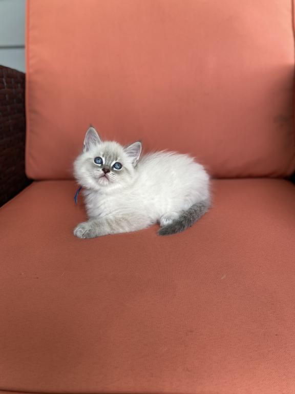 Stella ADOPTED photo 6