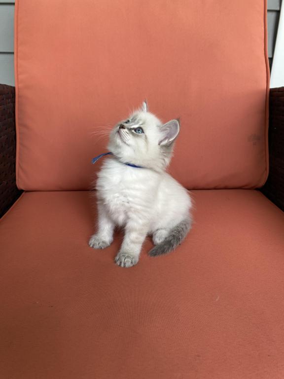 Stella ADOPTED photo 5