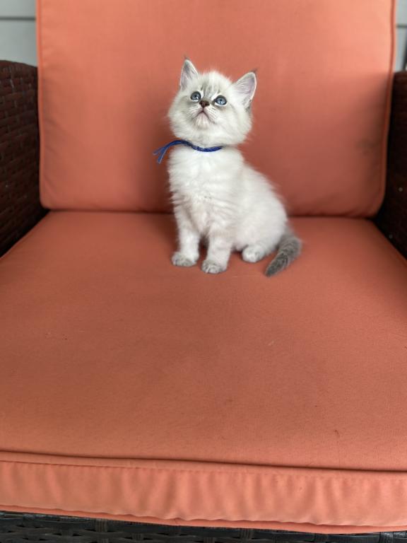 Stella ADOPTED photo 3