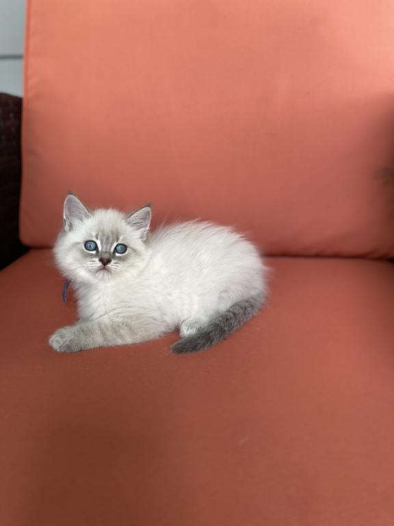 Stella ADOPTED photo 1