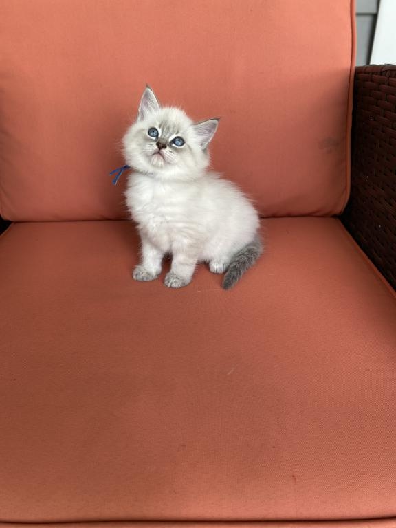 Stella ADOPTED photo 2