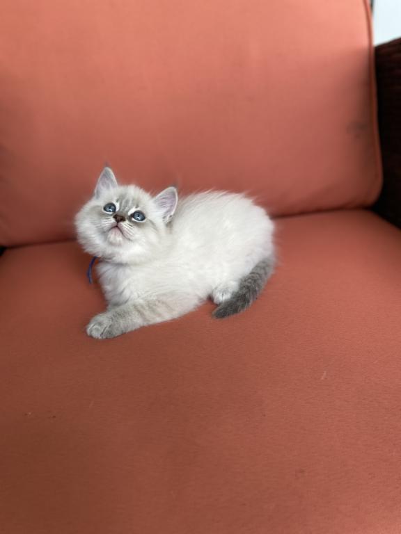Stella ADOPTED photo 7