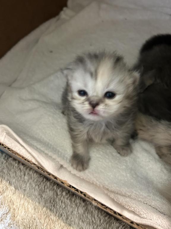 Maddie Mac Litter 3 Week 2 photo 5