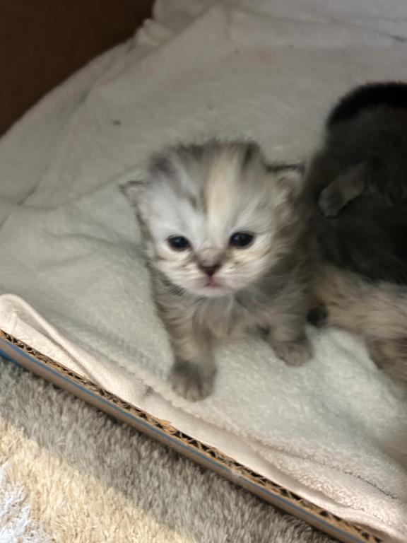 Maddie Mac Litter 3 Week 2 photo 6