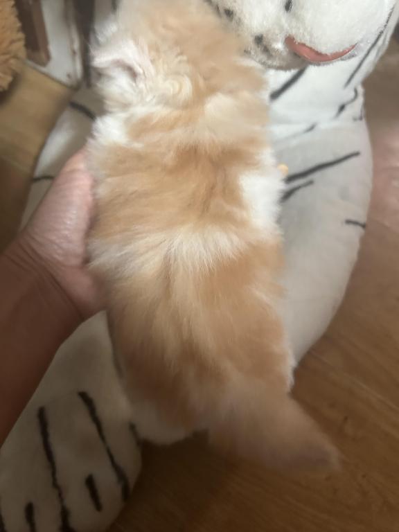Cream Persian Male Kitten photo 4
