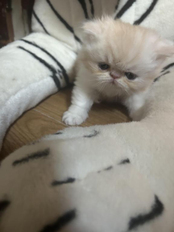 Cream Persian Male Kitten photo 2