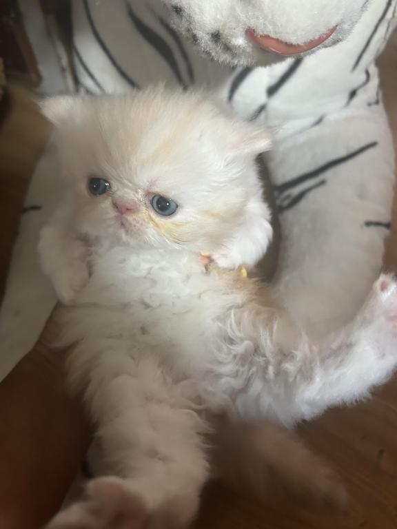 Cream Persian Male Kitten photo 3