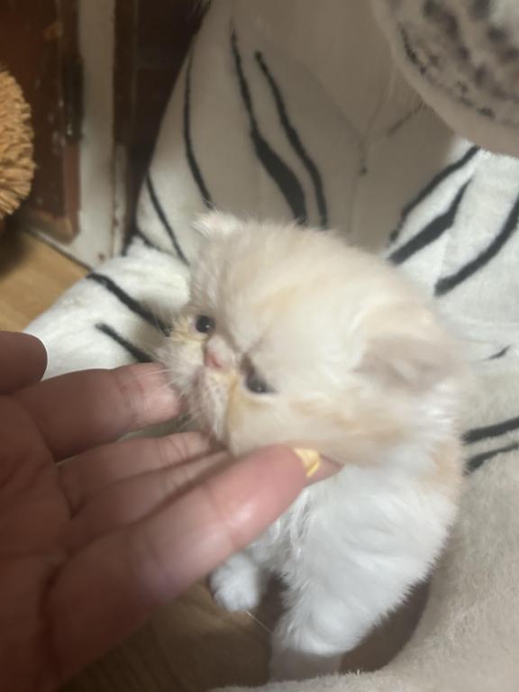 Cream Persian Male Kitten photo 1