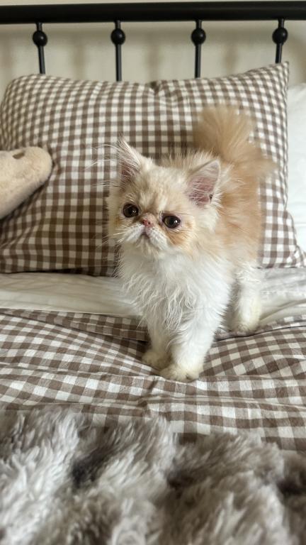 Cream Persian Male Kitten