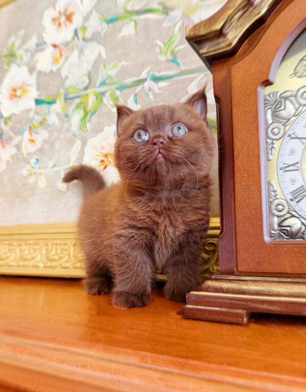 PURE BREED BRITISH SHORTHAIR KITTEN FOR SALE BOY photo 3