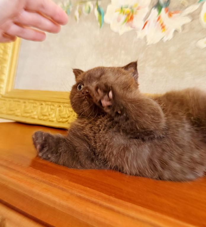 PURE BREED BRITISH SHORTHAIR KITTEN FOR SALE BOY photo 2